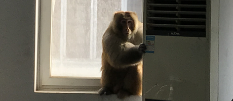 辦公室裝修魅力大，獼猴君亂入來“串門”！