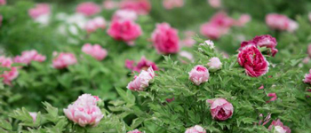 國(guó)花民意調(diào)查出爐   國(guó)花牡丹如何用于商業(yè)主題裝修設(shè)計(jì)